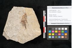 Foto (Objekt + Etikett) von Alnus kefersteinii Goeppert (NHMW-GEO-2024-0188-6365)